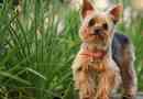 Zalety i wady yorkshire terriers